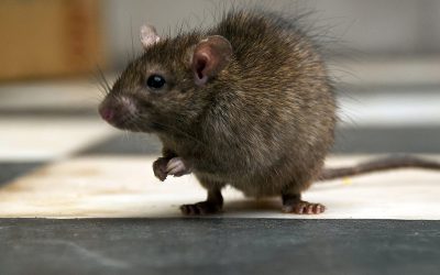 Comment prévenir les infestations de rats et de souris dans votre maison ?