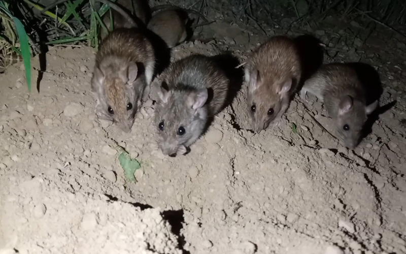 Épidémies et évolution des techniques de lutte contre les rats en Martinique