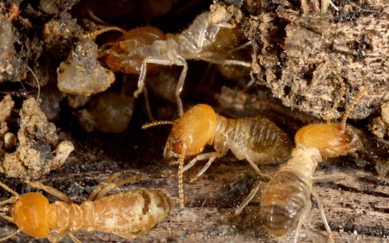 Prévention et traitement des termites en Martinique